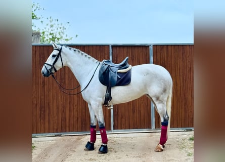 Altre razze, Giumenta, 4 Anni, 165 cm, Grigio