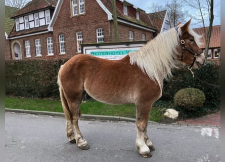 Altre razze, Giumenta, 4 Anni, 168 cm, Sauro