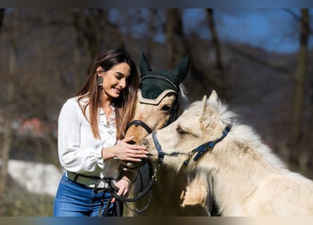Altre razze, Giumenta, 5 Anni, 147 cm, Palomino
