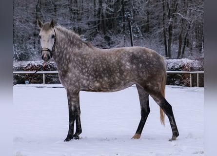 Altre razze, Giumenta, 5 Anni, 152 cm, Grigio pezzato