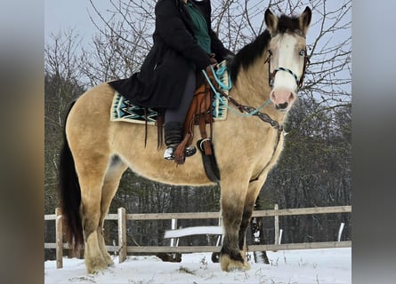 Altre razze, Giumenta, 5 Anni, 154 cm, Falbo
