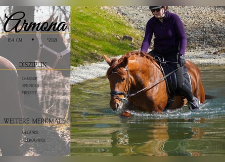 Altre razze, Giumenta, 5 Anni, 154 cm, Sauro