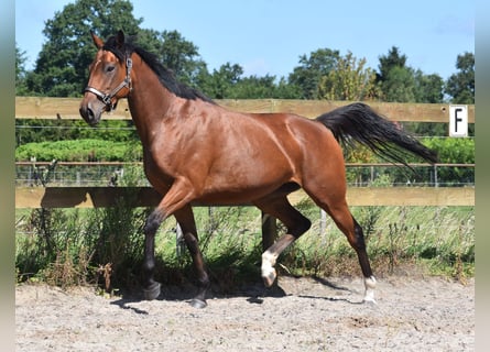 Altre razze, Giumenta, 5 Anni, 158 cm, Baio ciliegia