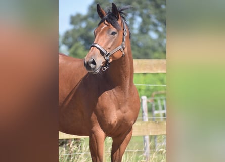 Altre razze, Giumenta, 5 Anni, 158 cm, Baio ciliegia