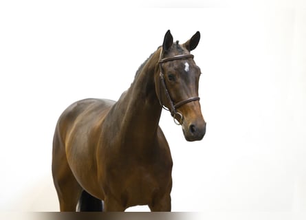 Altre razze, Giumenta, 5 Anni, 163 cm, Baio