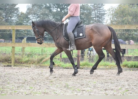 Altre razze, Giumenta, 5 Anni, 163 cm, Baio