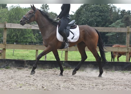 Altre razze, Giumenta, 5 Anni, 163 cm, Baio ciliegia