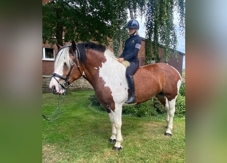 Altre razze, Giumenta, 5 Anni, 173 cm, Pezzato