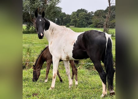 Altre razze, Giumenta, 5 Anni, Pezzato