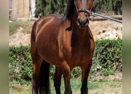 Altre razze Mix, Giumenta, 6 Anni, 150 cm, Baio ciliegia