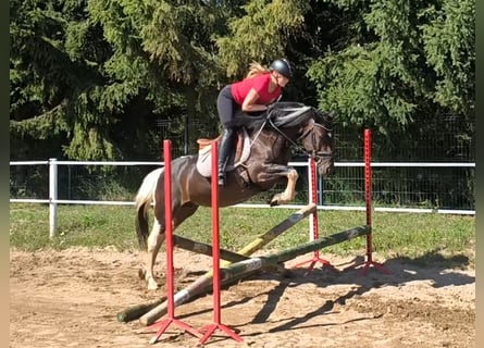 Altre razze, Giumenta, 6 Anni, 150 cm, Pezzato