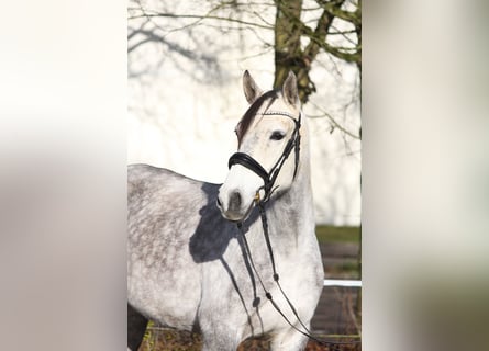 Altre razze, Giumenta, 6 Anni, 154 cm, Grigio