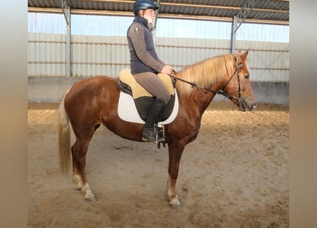 Altre razze, Giumenta, 6 Anni, 154 cm, Sauro