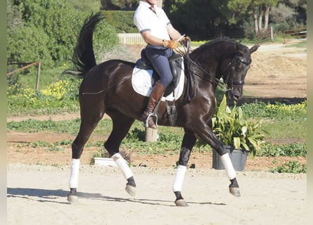 Altre razze, Giumenta, 6 Anni, 158 cm, Morello