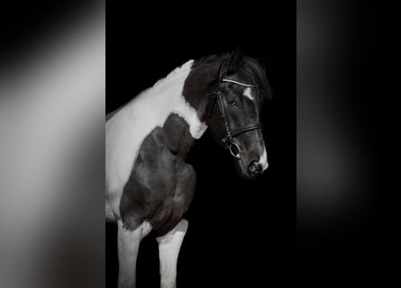 Altre razze, Giumenta, 6 Anni, 158 cm, Pezzato