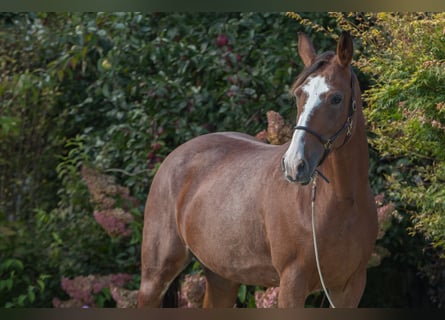 Altre razze, Giumenta, 6 Anni, 161 cm, Sabino