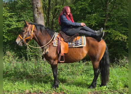 Altre razze, Giumenta, 6 Anni, 162 cm, Baio