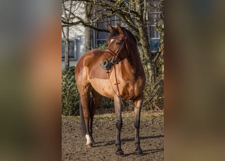 Altre razze, Giumenta, 6 Anni, 164 cm, Baio