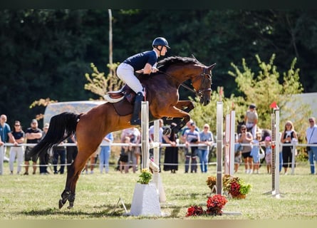 Altre razze, Giumenta, 6 Anni, 174 cm, Baio ciliegia