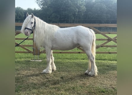 Altre razze, Giumenta, 7 Anni, 123 cm