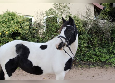 Altre razze, Giumenta, 7 Anni, 143 cm, Pezzato