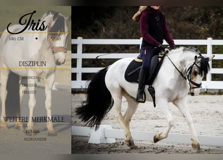 Altre razze, Giumenta, 7 Anni, 146 cm, Pezzato