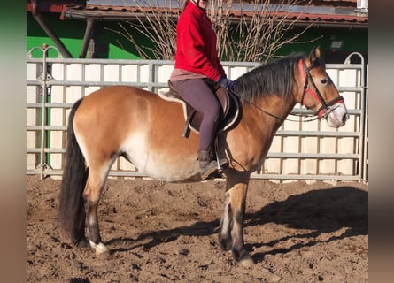 Altre razze Mix, Giumenta, 7 Anni, 149 cm, Baio chiaro