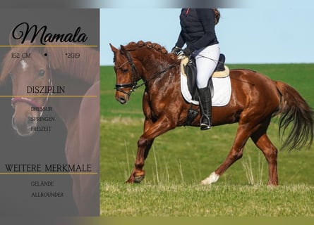 Altre razze, Giumenta, 7 Anni, 152 cm, Sauro scuro