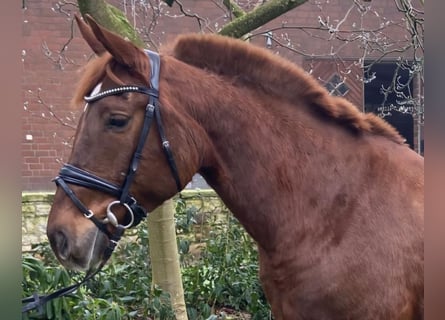 Altre razze, Giumenta, 7 Anni, 157 cm, Sauro