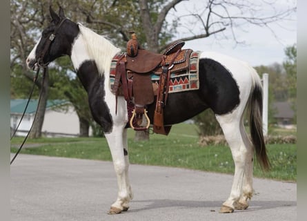 Altre razze, Giumenta, 8 Anni, 142 cm, Pezzato