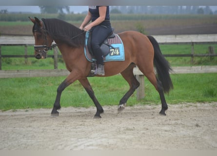 Altre razze, Giumenta, 8 Anni, 145 cm, Baio