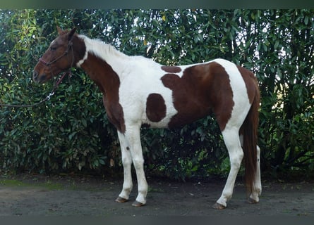 Altre razze, Giumenta, 8 Anni, 149 cm, Pezzato