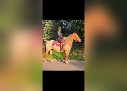 Altre razze Mix, Giumenta, 8 Anni, 153 cm, Roano rosso