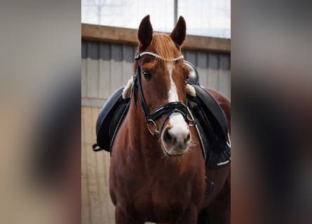 Altre razze, Giumenta, 8 Anni, 158 cm, Sauro