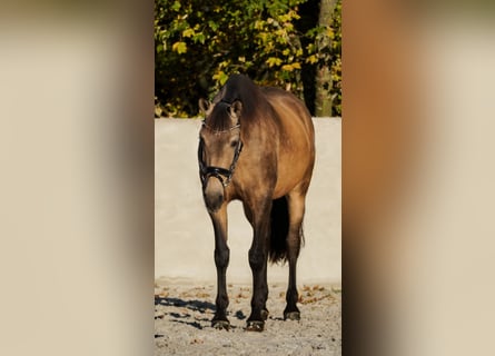 Altre razze, Giumenta, 8 Anni, 164 cm, Pelle di daino