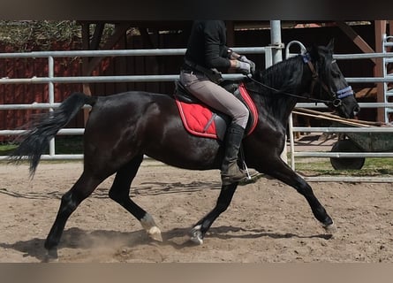 Altre razze, Giumenta, 9 Anni, 147 cm, Morello