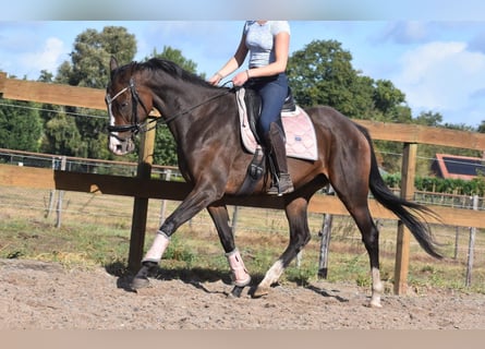 Altre razze, Giumenta, 9 Anni, 162 cm, Baio scuro
