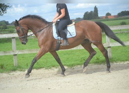 Altre razze, Giumenta, 9 Anni, 164 cm, Baio