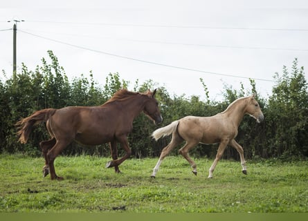 Altre razze Mix, Stallone, 1 Anno, 175 cm, Palomino