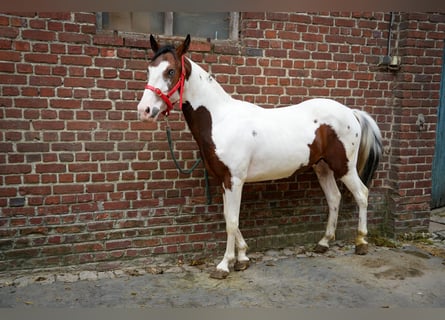 Altre razze, Stallone, 2 Anni, 130 cm, Bianco