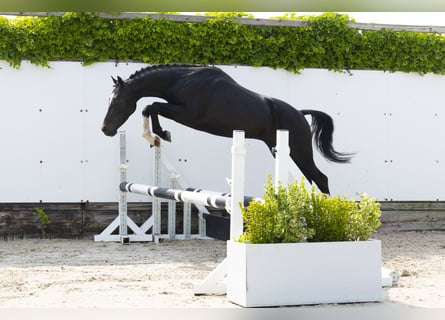Altre razze, Stallone, 3 Anni, 136 cm, Baio nero