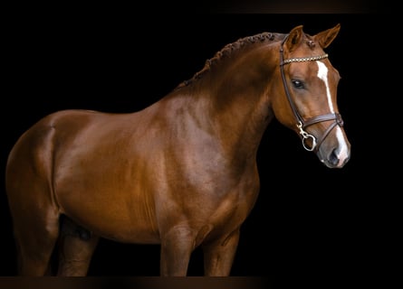 Altre razze, Stallone, 3 Anni, 146 cm, Sauro