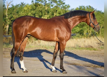 Altre razze, Stallone, 3 Anni, 174 cm, Baio chiaro