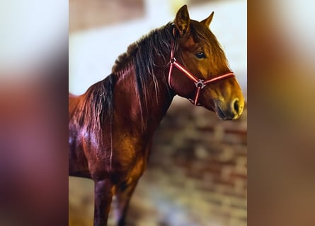 Altre razze, Stallone, 3 Anni, Baio ciliegia