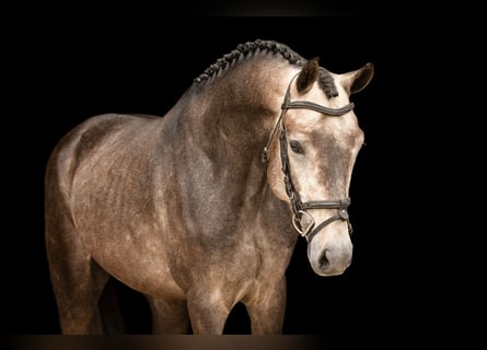 Altre razze, Stallone, 4 Anni, 148 cm, Grigio