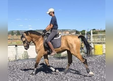 Altre razze Mix, Stallone, 4 Anni, 162 cm, Overo-tutti i colori