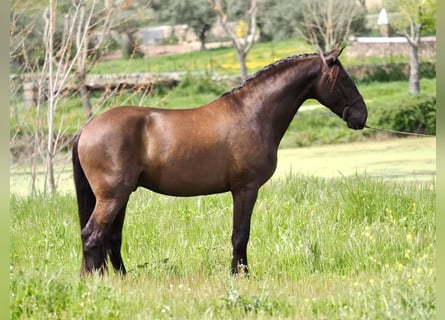 Altre razze, Stallone, 4 Anni, 163 cm, Morello