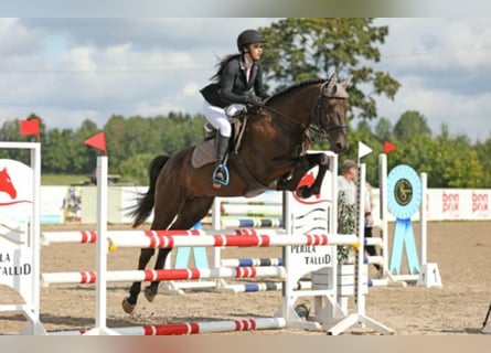 Altre razze, Stallone, 5 Anni, 167 cm