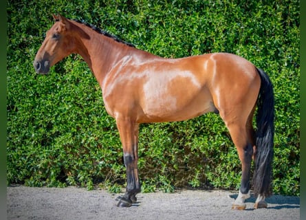 Altre razze, Stallone, 6 Anni, 165 cm, Baio