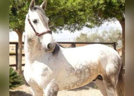 Altre razze Mix, Stallone, 6 Anni, 165 cm, Grigio